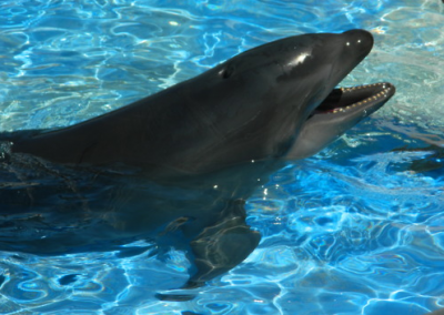 wholphin oahu hawaii