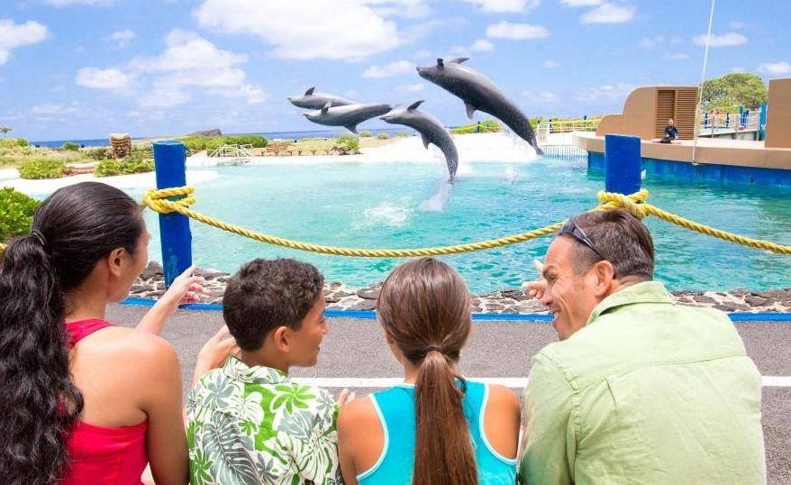 Hawaii Dolphin Park Observers