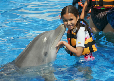 Dolphin Encounter in Oahu