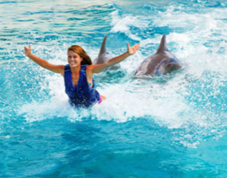 Royal Dolphin Swim Oahu Hawaii