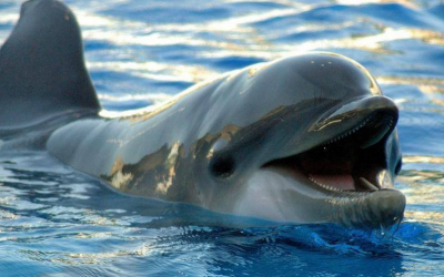 Swim with Dolphins Waikiki Beach Transportation