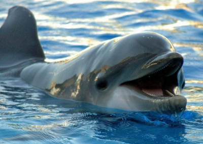 swim with dolphins waikiki