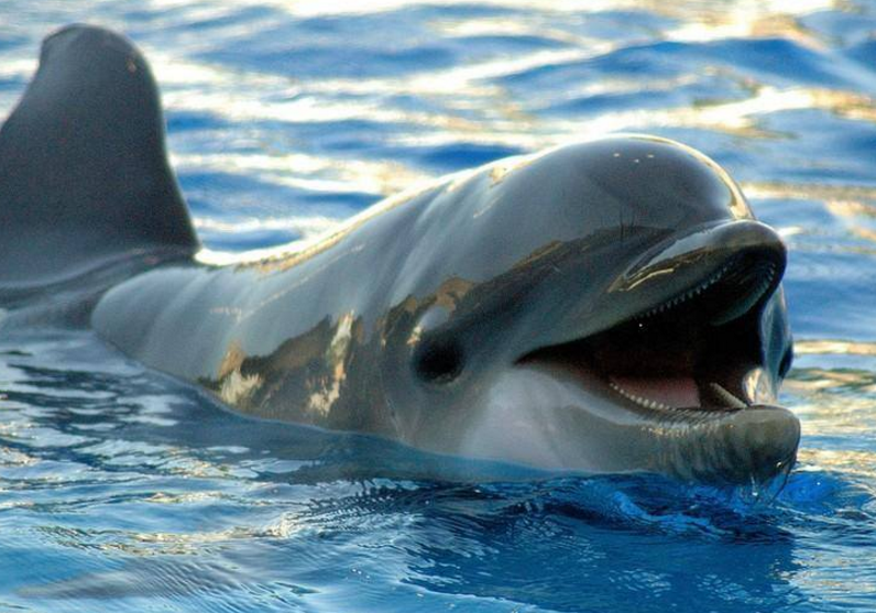 swim with dolphins waikiki