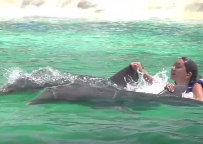 dolphin swim oahu