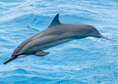 hawaii dolphin swim
