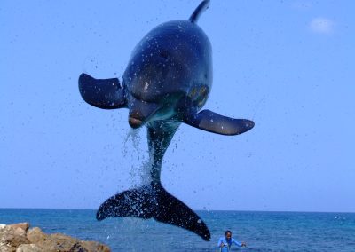 swim with dolphins in honolulu