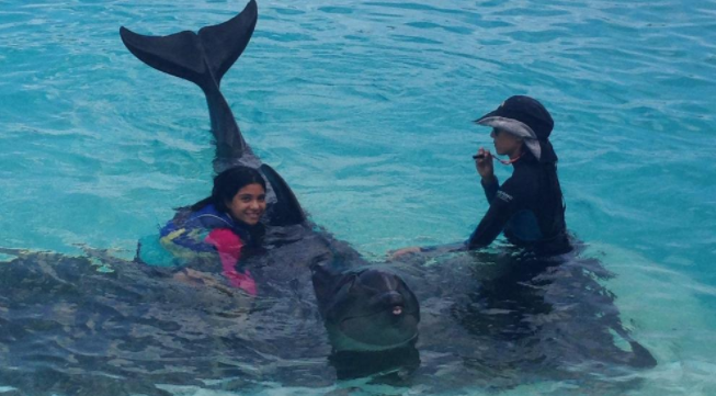 Can you swim with dolphins in Honolulu Hawaii