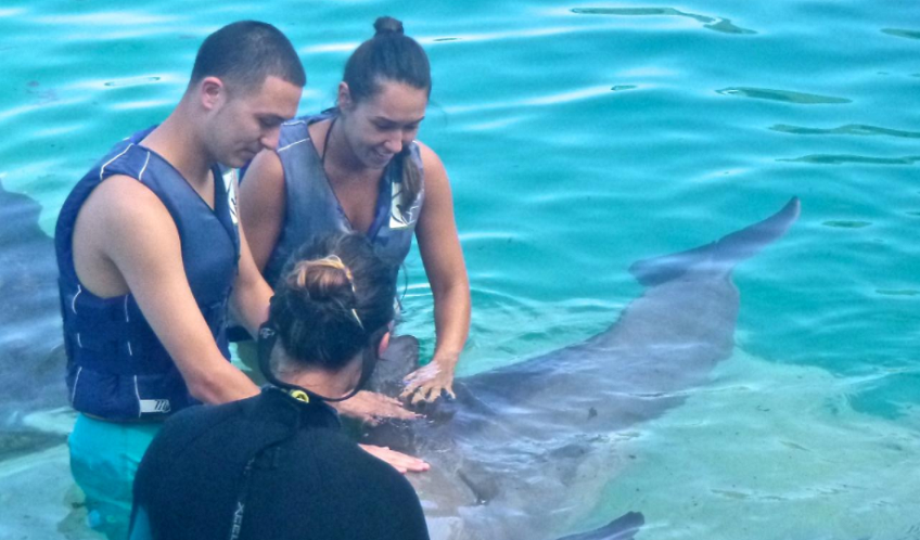 Oahu Dolphin Swim in a Pool