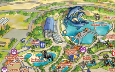 What Shows are at the Oahu Dolphin Swim