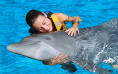 A Dream Come True: Swimming with Dolphins at Sea Life Park Near Hilton Hawaiian Village Waikiki Beach