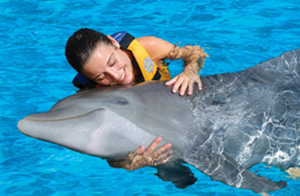 Online Discounts Swim with Dolphin Program on Oahu Hawaii