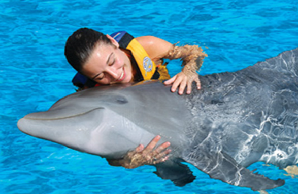 A Dream Come True: Swimming with Dolphins at Sea Life Park Near Hilton Hawaiian Village Waikiki Beach