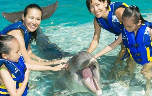 Dolphin Encounter Oahu Hawaii