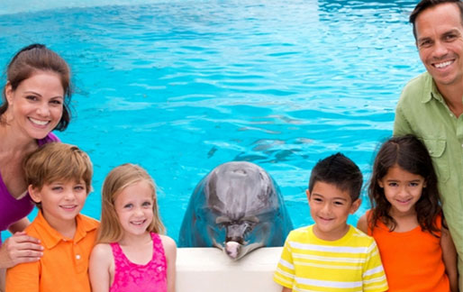 dolphin aloha touch and play