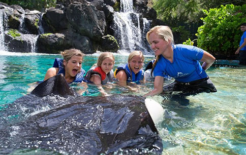 Trainner to Rays and Sharks and Fish in Oahu