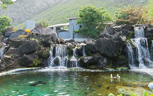 Reef Lagoon at Sea Life Park Oahu