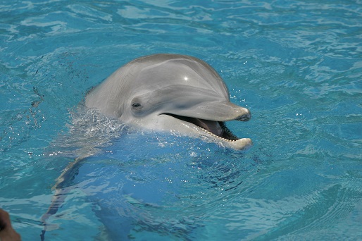 Sea Life Park History