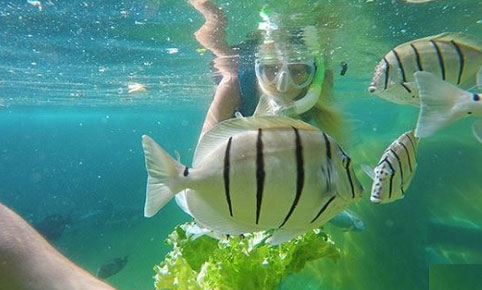 Hawaiian Reef Encounter Oahu