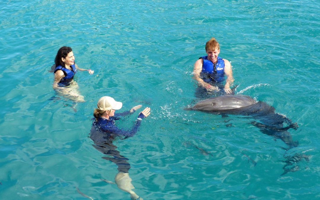 Does the Dolphin Exploration include swimming with dolphins in Oahu