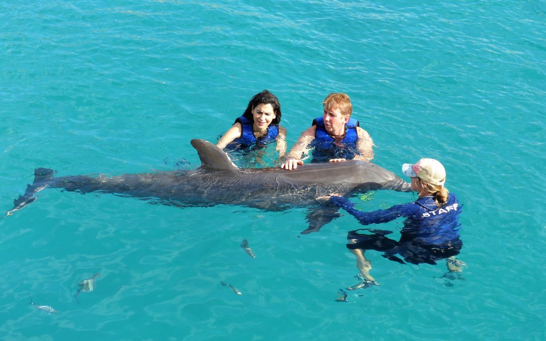 FREE Photos with Your Dolphin Exploration Swim Oahu