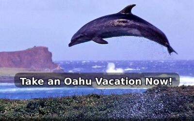 Sea Life Park Hawaii FAQ: Everything You Need to Know for Your Visit