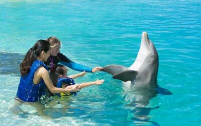 Waikīkī Beach & Sea Life Park Dolphins: The Perfect Oahu Duo