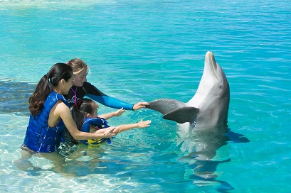 Waikīkī Beach & Sea Life Park Dolphins: The Perfect Oahu Duo