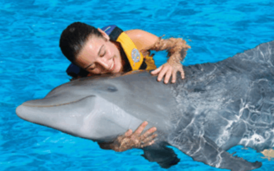 Sunset Pro at Oahu: Surf, Culture, and Dolphins