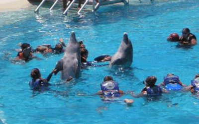 University of Hawaiʻi Football and Dolphin Adventures: An Oahu Journey