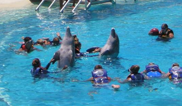 University of Hawaiʻi Football and Dolphin Adventures: An Oahu Journey