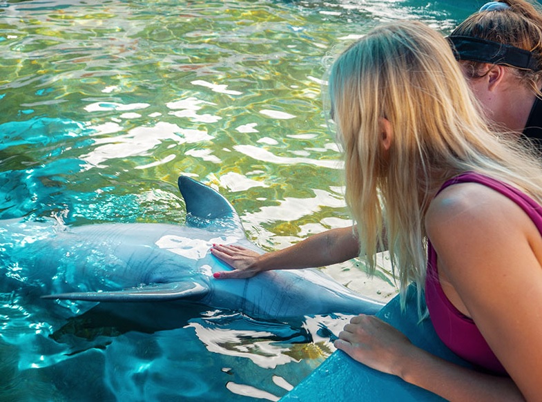 Dolphin Aloha - Poolside in Oahu