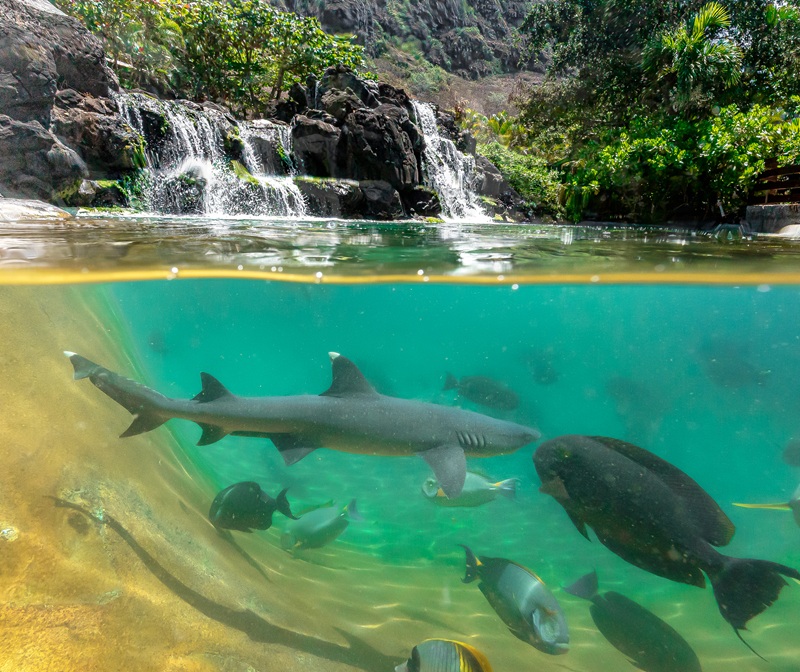 Snorkel with Tropical Fish and White Tip Sharks in Oahu