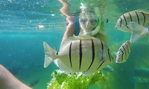 Hawaiian Reef Encounter Oahu