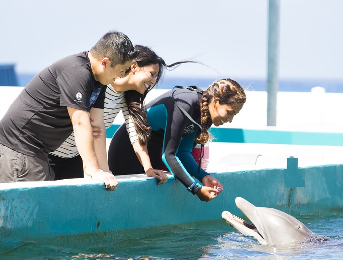 Dolphin Aloha at Sea Life Park
