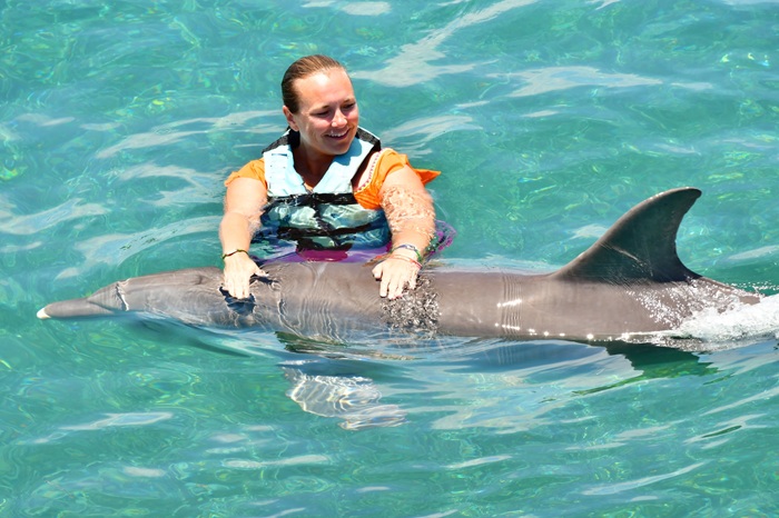 Dolphin Exploration Oahu