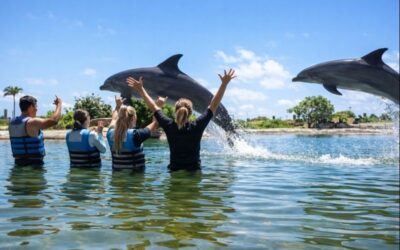 Oahu Dolphin Experience Worth It? A Waikiki Visitor’s Guide to Sea Life Park