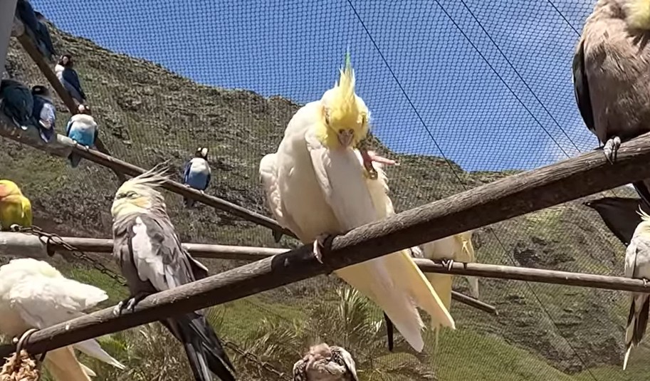 Bird Sanctuary sea life park