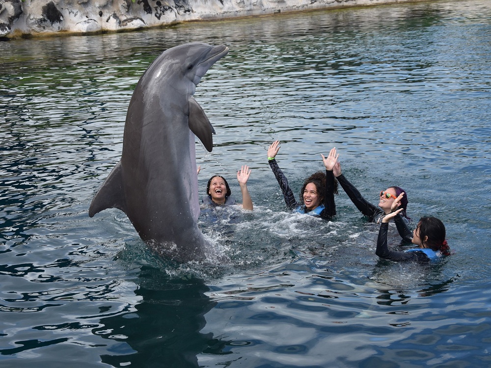 Dolphin jumping upright beside guests during the Dolphin Exploration Swim in Oahu