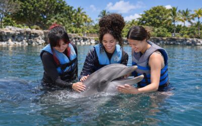 Dolphin Exploration at Sea Life Park Oahu: A More Natural Way to Swim With Dolphins