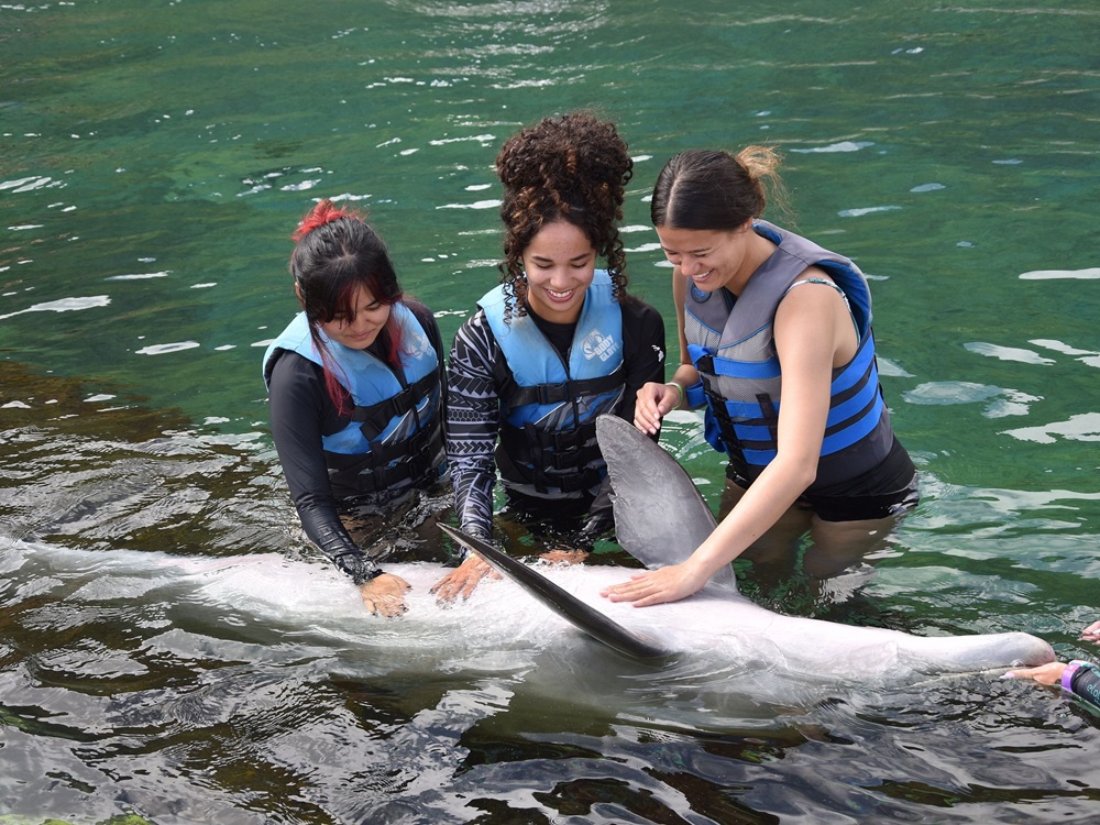 Guests petting a dolphin during the Dolphin Exploration Swim at Sea Life Park Oahu